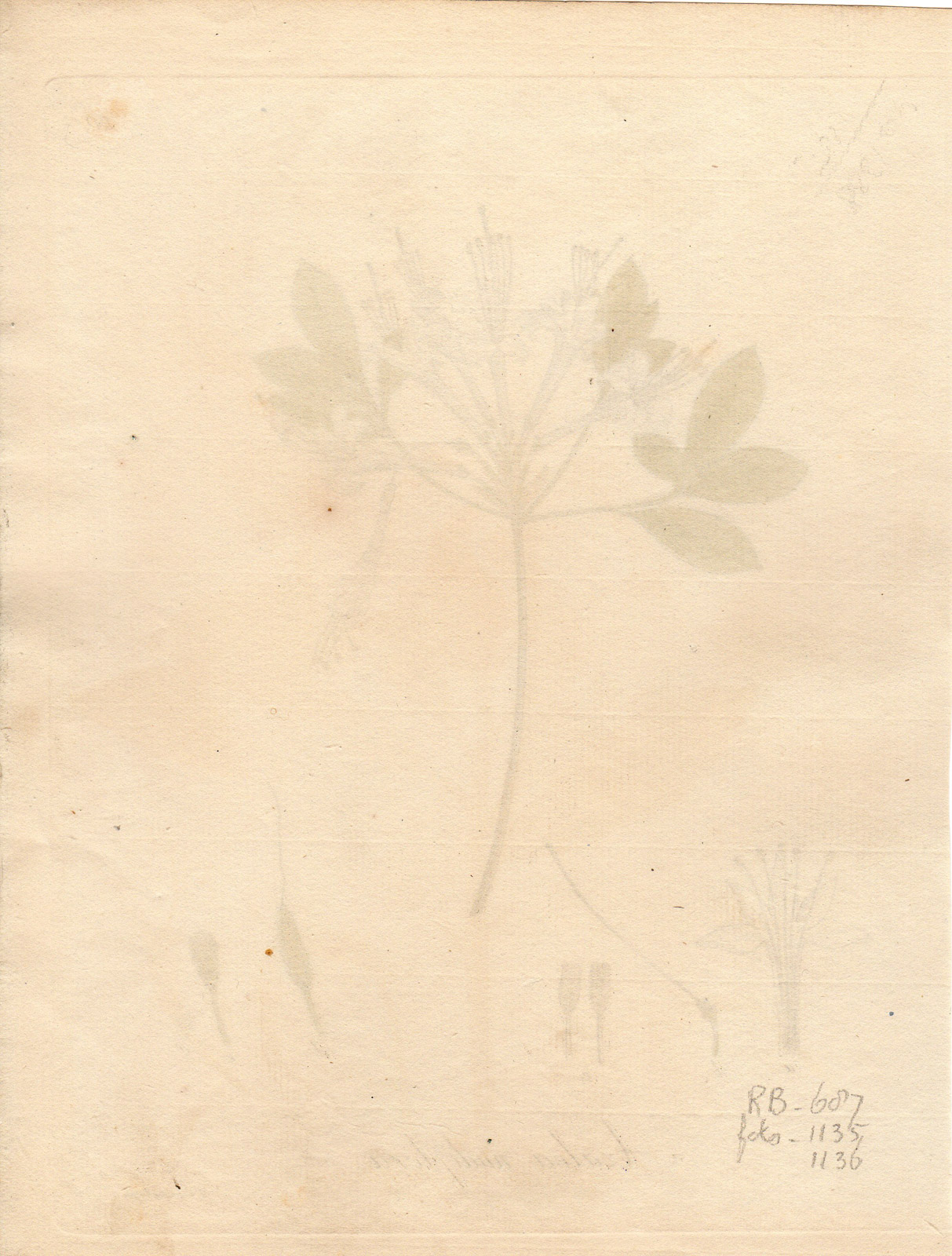 , Antique Print-WILD HONEYSUCKLE-AZALEA NUDIFLORA-Guimpel-1803, Pictura Antique Prints