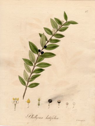 Antique Print-GREEN OLIVE TREE-PHIIYREA LATIFOLIA-Guimpel-1803