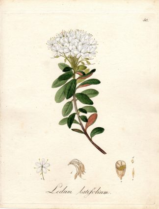 Antique Print-RHODODENDRON GROENLANDICUM-LEDUM-LATIFOLIUM-Guimpel-1803