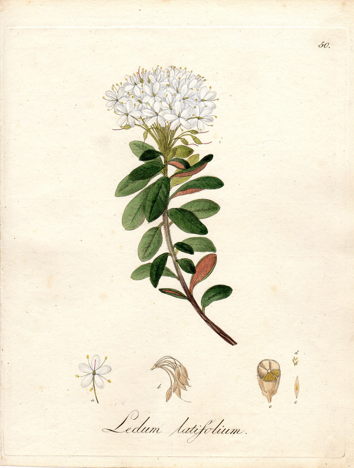 , Antique Print-RHODODENDRON GROENLANDICUM-LEDUM-LATIFOLIUM-Guimpel-1803, Pictura Antique Prints