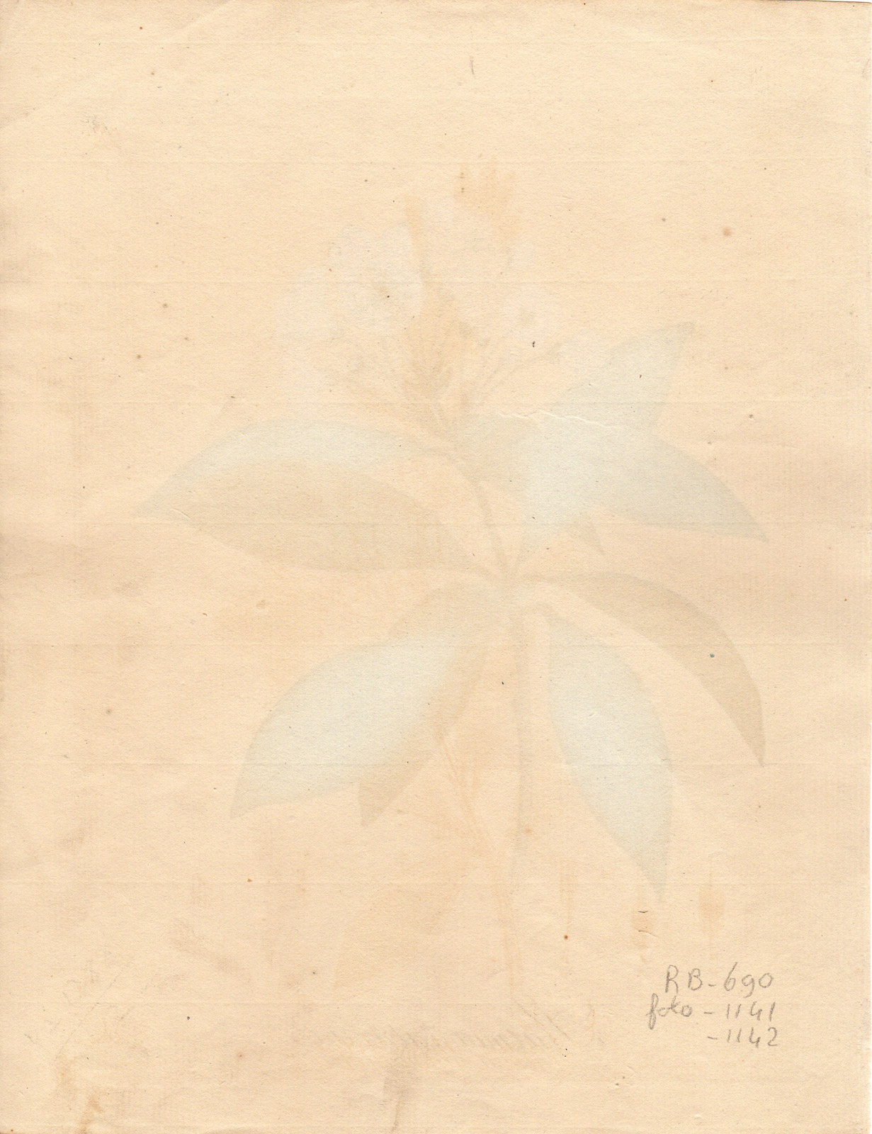 , Antique Print-MOUNTAIN LAUREL-KALMIA LATIFOLIA-Guimpel-1803, Pictura Antique Prints