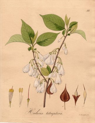 Antique Print-COMMON SILVERBELL-HALESIA TETRAPTERA-Guimpel-1803