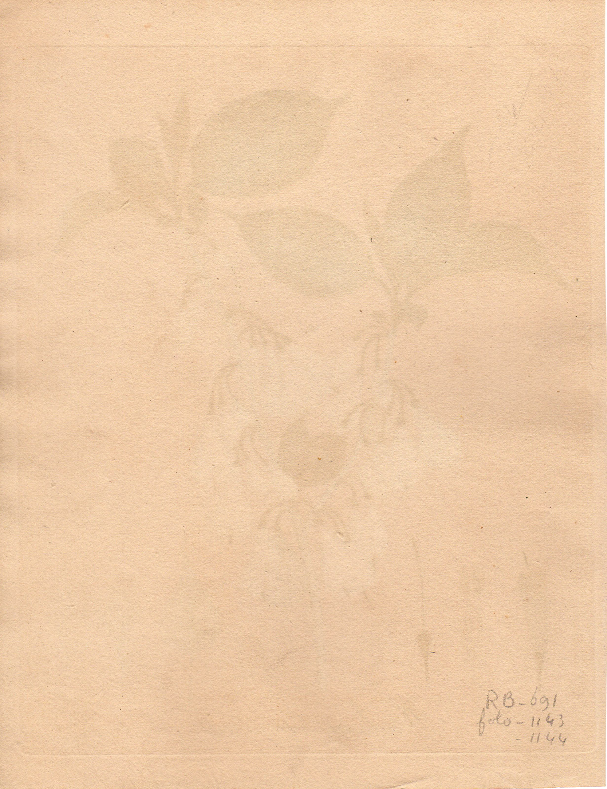 , Antique Print-COMMON SILVERBELL-HALESIA TETRAPTERA-Guimpel-1803, Pictura Antique Prints