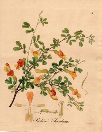 Antique Print-ROBINIA CHAMLAGU-CARAGANA SINICA-Guimpel-1803