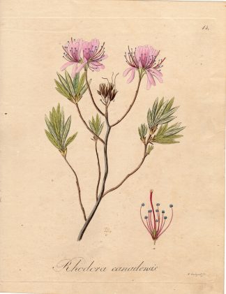 Antique Print-CANADA ROSEBAY-RHODORA CANADENSIS-Guimpel-1803