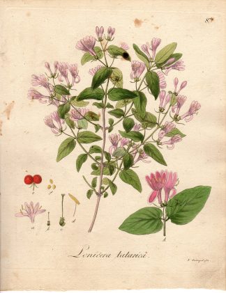 Antique Print-TARTARIAN HONEYSUCKLE-LONICERA TATARICA-Guimpel-1803