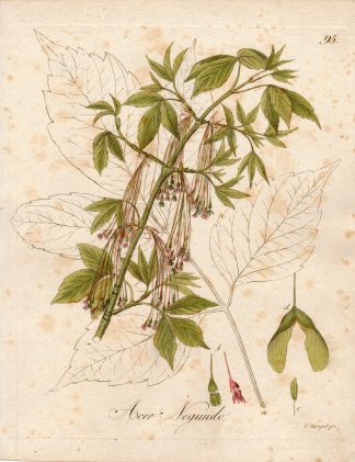 Antique Print-ASHLEAF MAPLE-ACER NEGUNDO-Guimpel-Wildenow-1803