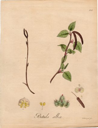 Antique Print-COMMON BIRCH-BETULA ALBA-Guimpel-Wildenow-1803
