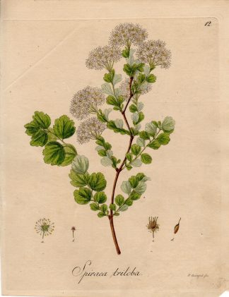 Antique Print-FAIRY QUEEN SPIREA TRILOBA-Guimpel-Wildenow-1803