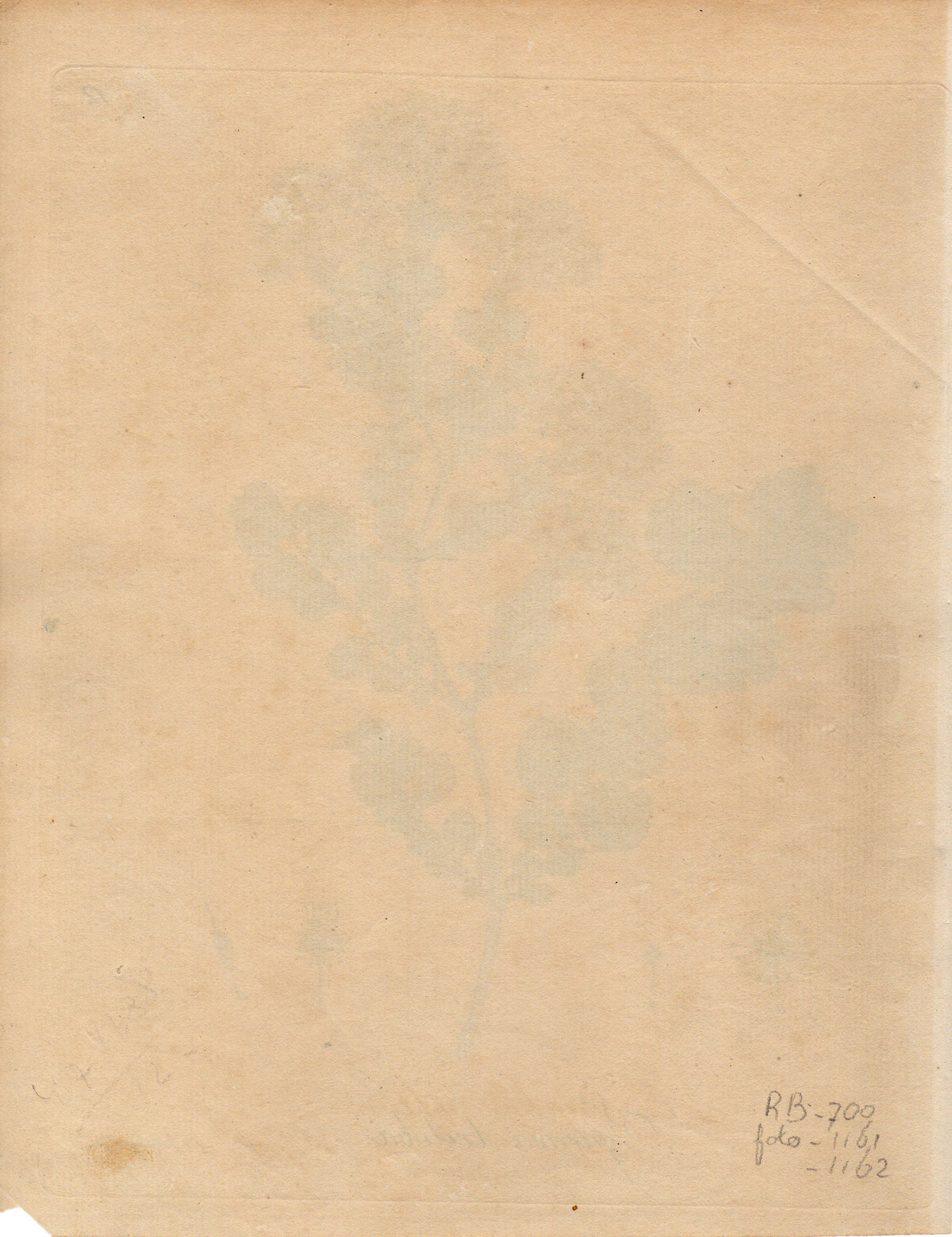 , Antique Print-FAIRY QUEEN SPIREA TRILOBA-Guimpel-Wildenow-1803, Pictura Antique Prints