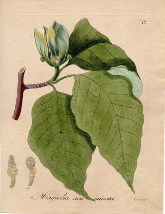Antique Print-CUCUMBER-BLUE MAGNOLIA ACUMINATA-Guimpel-Wildenow-1803