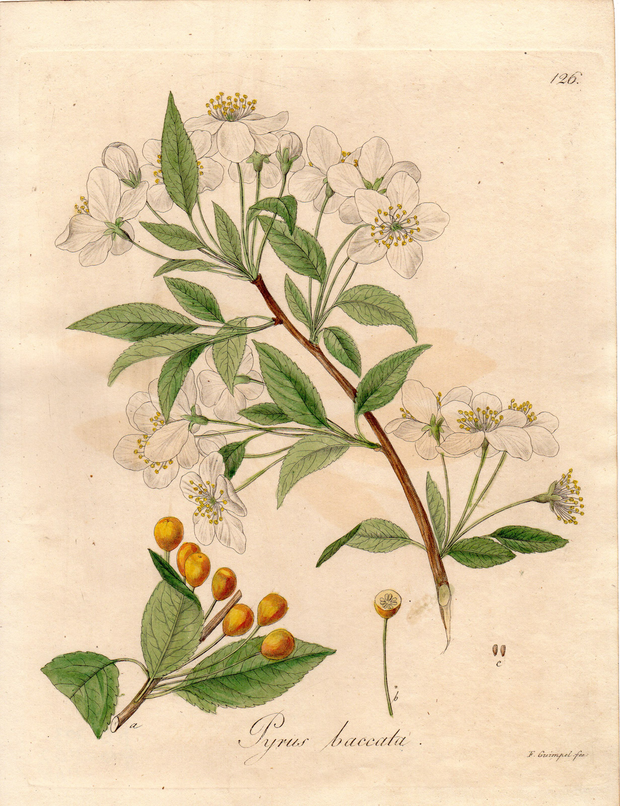 , Antique Print-SIBERIAN CRAB APPLE-MALUS-PYRUS BACCATA-Guimpel-Wildenow-1803, Pictura Antique Prints
