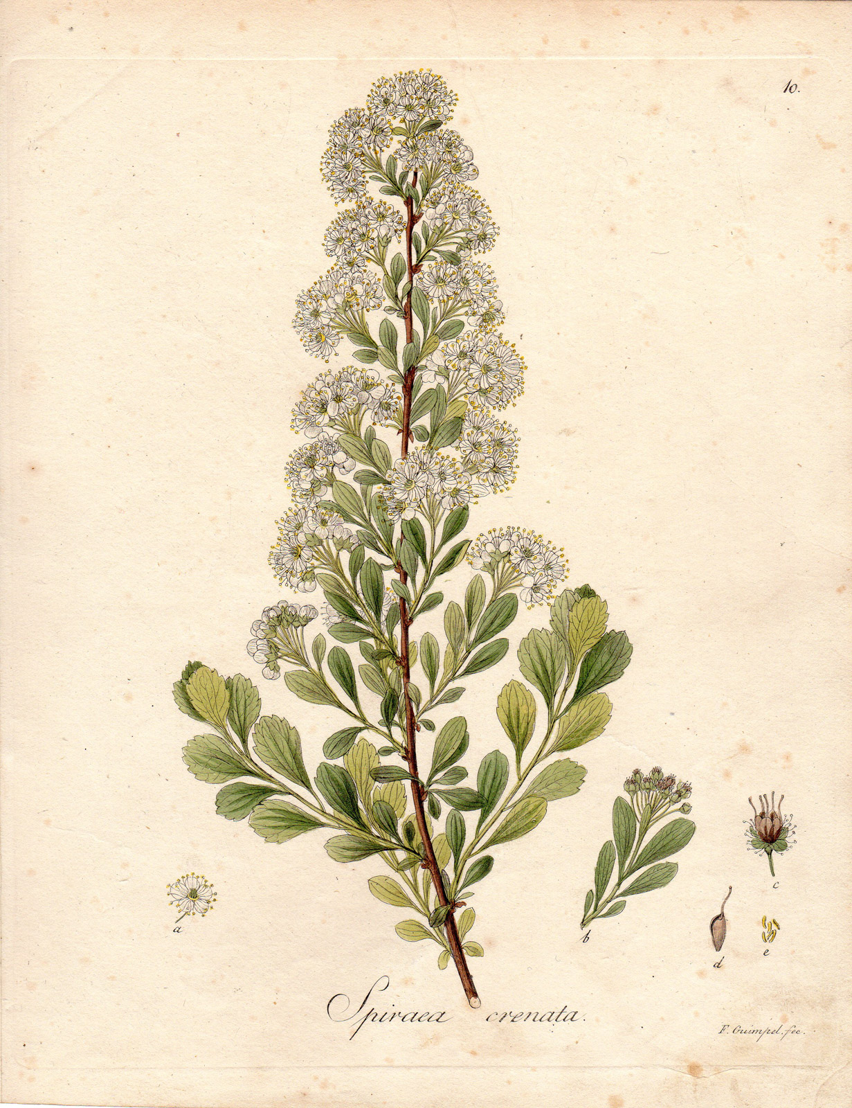 , Antique Print-SPIREA-SPIRAES CRENATA-Guimpel-Wildenow-1803, Pictura Antique Prints