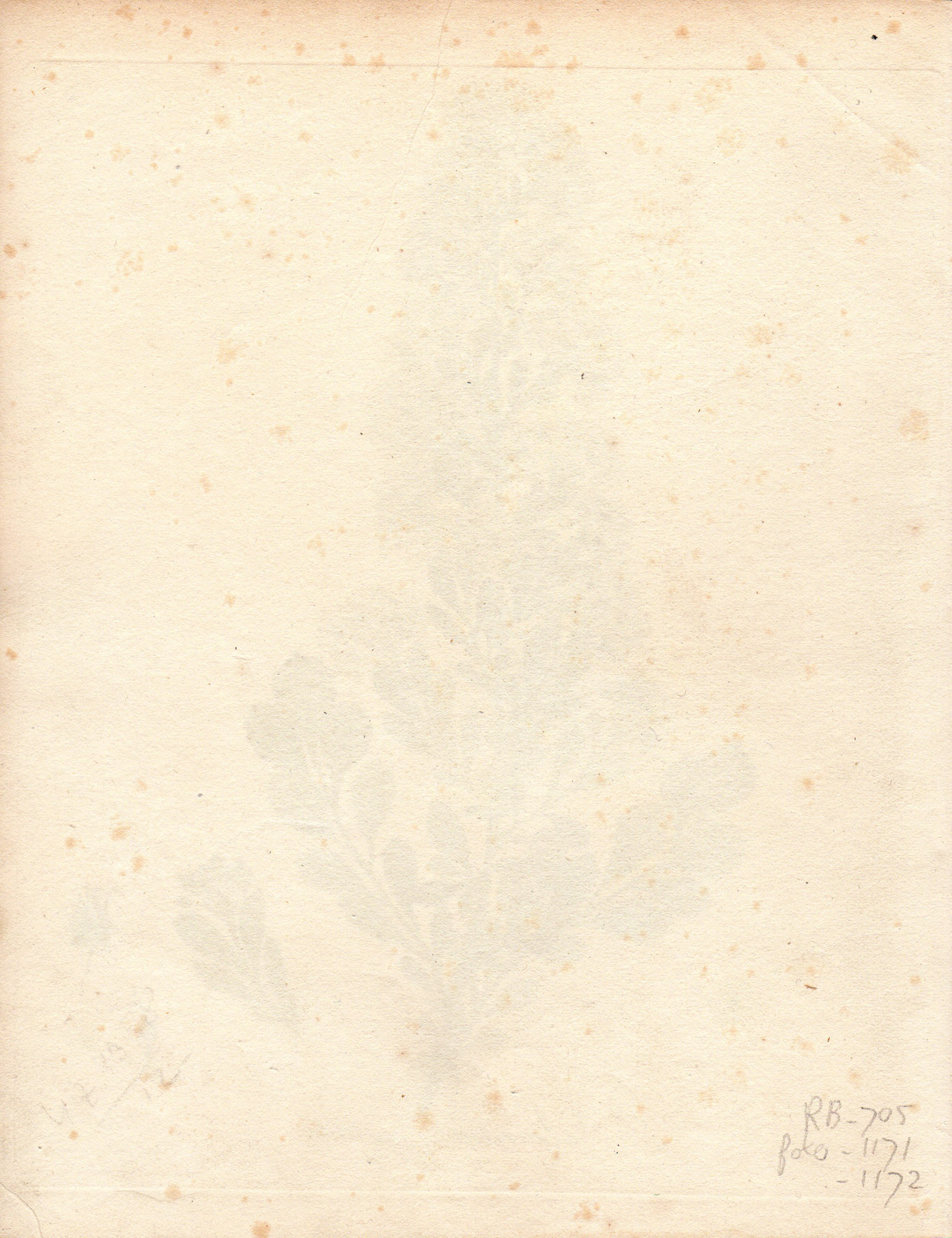 , Antique Print-SPIREA-SPIRAES CRENATA-Guimpel-Wildenow-1803, Pictura Antique Prints