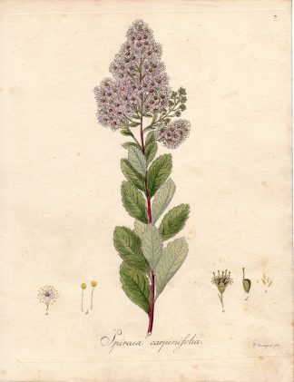 Antique Print-SPIREA-SPIRAEA CARPINIFOLIA-Guimpel-Wildenow-1803
