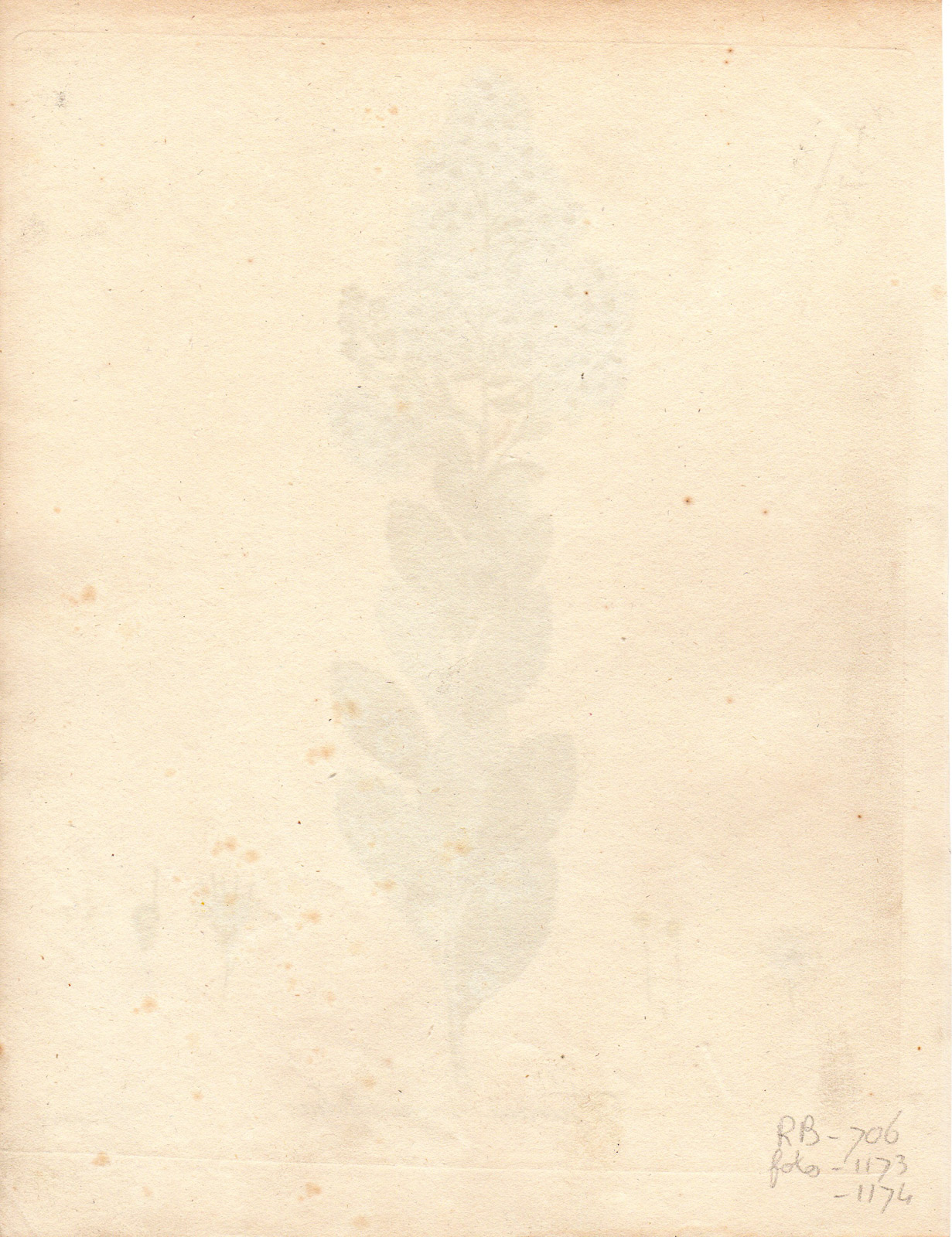 , Antique Print-SPIREA-SPIRAEA CARPINIFOLIA-Guimpel-Wildenow-1803, Pictura Antique Prints