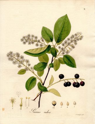 Antique Print-WEEPING CHERRY-PRUNUS RUBRA-Guimpel-Wildenow-1803