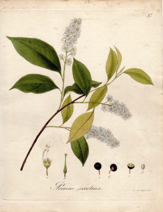 Antique Print-BLACK CHERRY-PRUNIS SEROTINA-Guimpel-Wildenow-1803