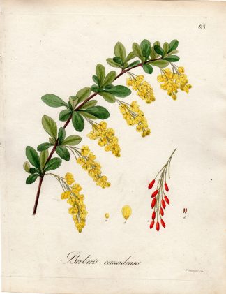 Antique Print-AMERICAN BARBERRY-BERBERIS CANADENSIS-Guimpel-Wildenow-1803