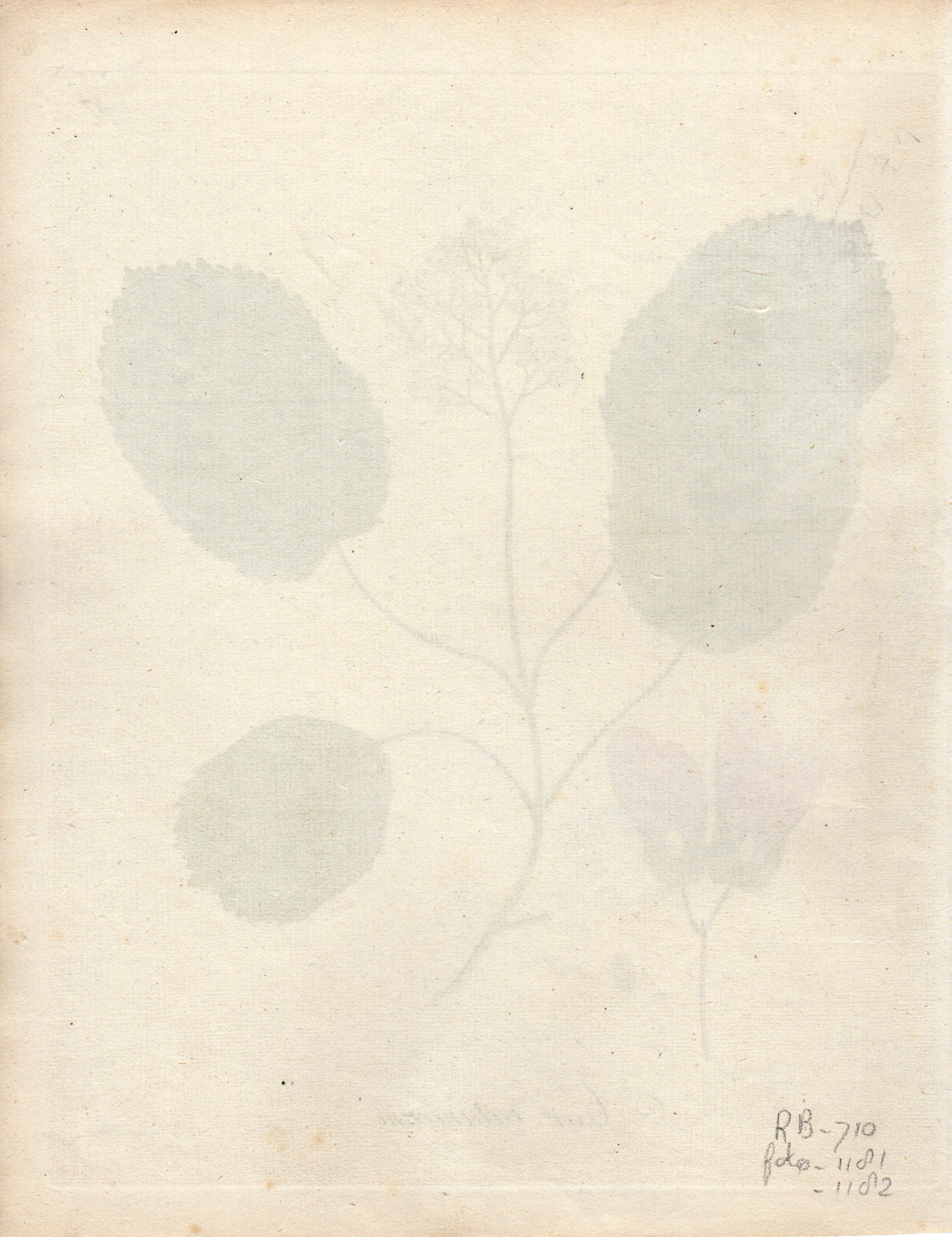 , Antique Print-TARTAR MAPLE-ACER TATARICUM-Guimpel-Wildenow-1803, Pictura Antique Prints