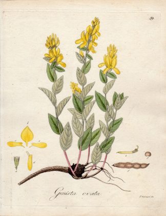 Antique Print-BROOM-GENISTA OVATA-Guimpel-Wildenow-1803