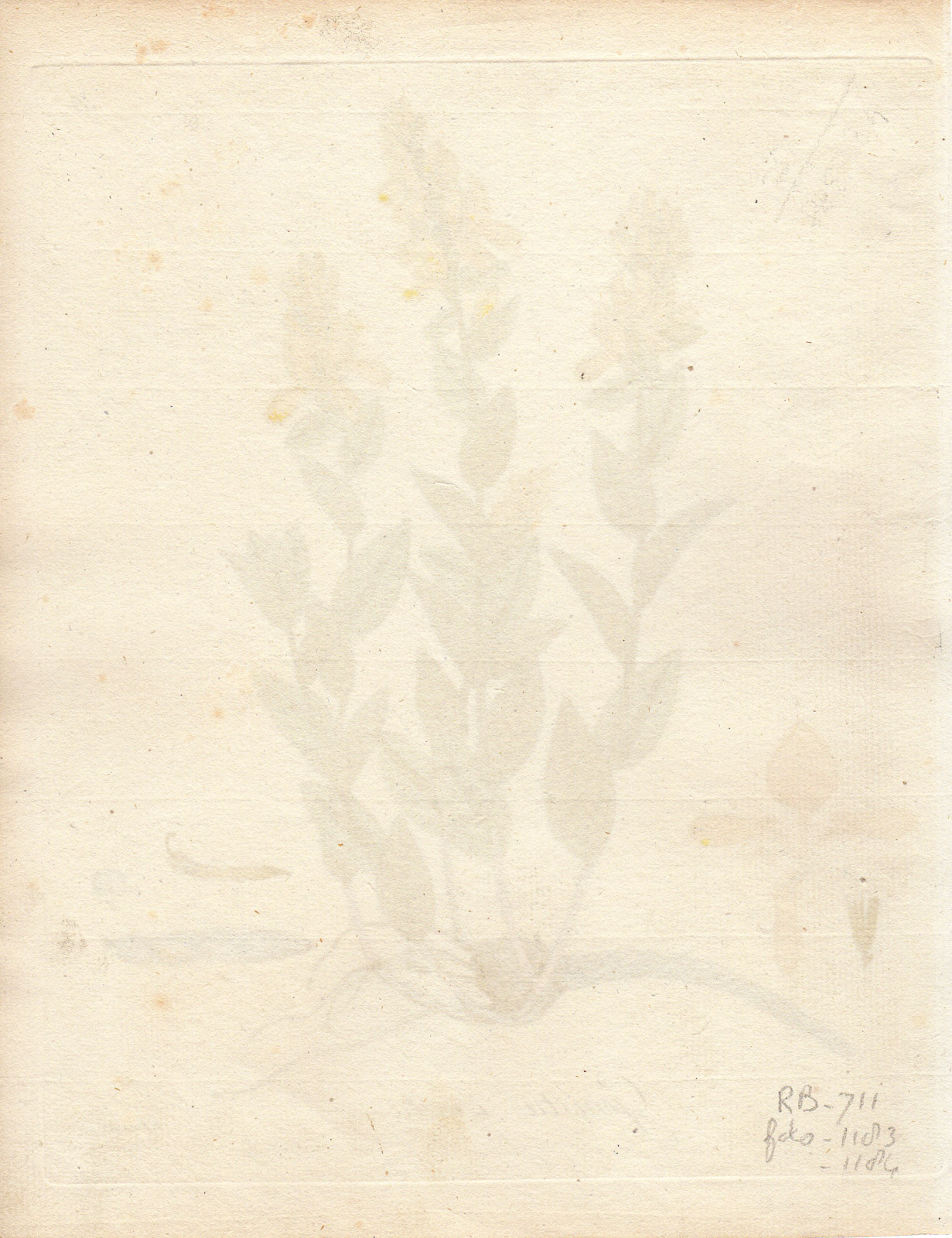 , Antique Print-BROOM-GENISTA OVATA-Guimpel-Wildenow-1803, Pictura Antique Prints