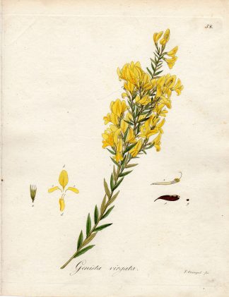 Antique Print-YEKKOW TWIGGY BROOM-GENISTA VIRGATA-Guimpel-Wildenow-1803