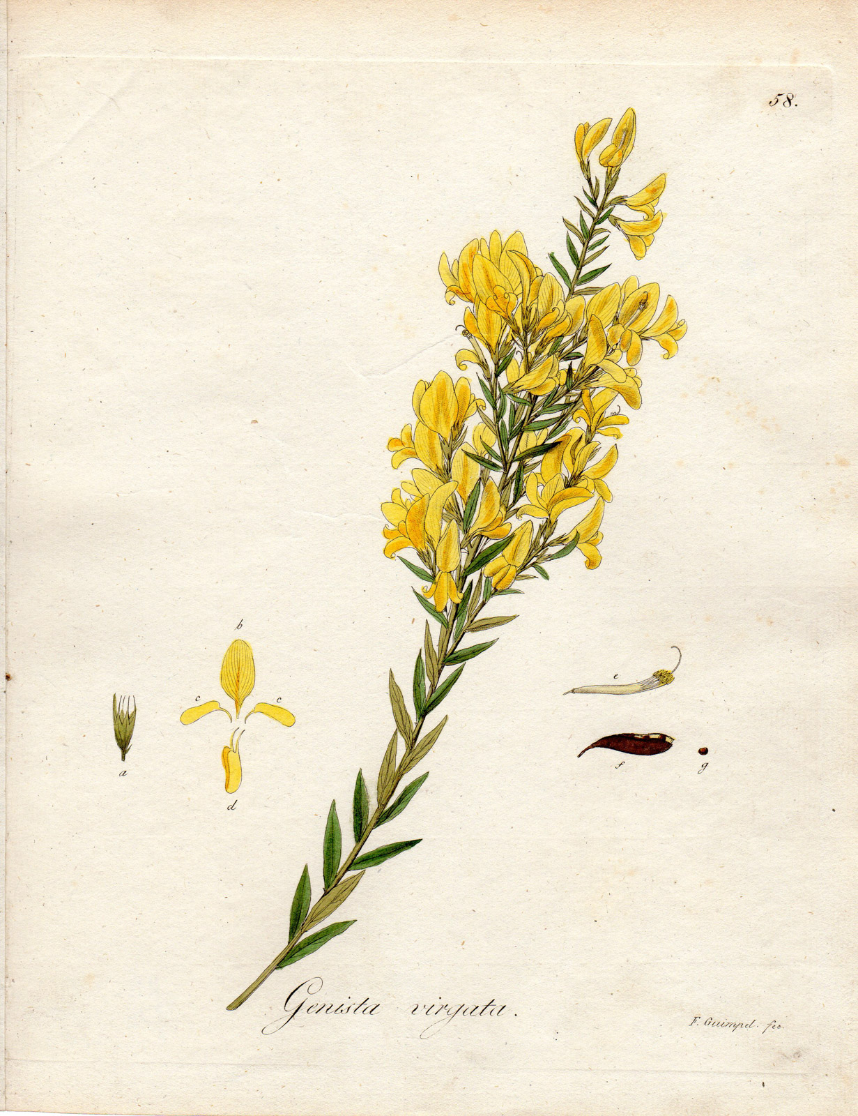 , Antique Print-YEKKOW TWIGGY BROOM-GENISTA VIRGATA-Guimpel-Wildenow-1803, Pictura Antique Prints