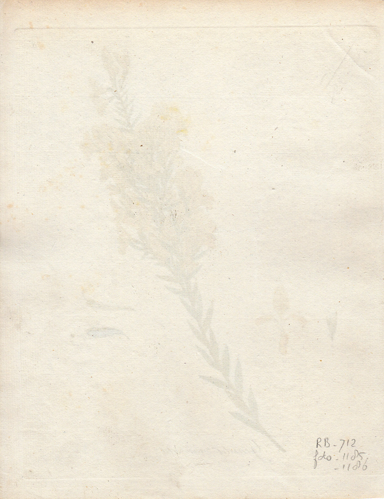 , Antique Print-YEKKOW TWIGGY BROOM-GENISTA VIRGATA-Guimpel-Wildenow-1803, Pictura Antique Prints