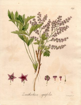 Antique Print-YELLOW ROOT-ZANTHORHIZA APIIFOLIA-Guimpel-Wildenow-1803