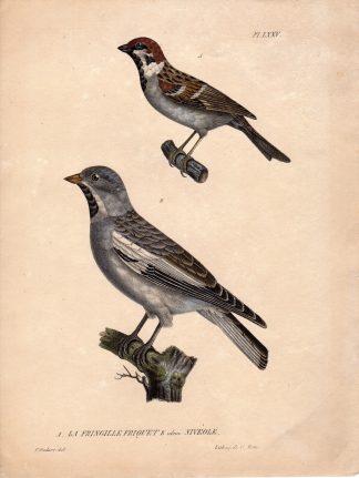 Antique Print-FRINGILLA-SPARROW-Motte-Oudart-c.1825