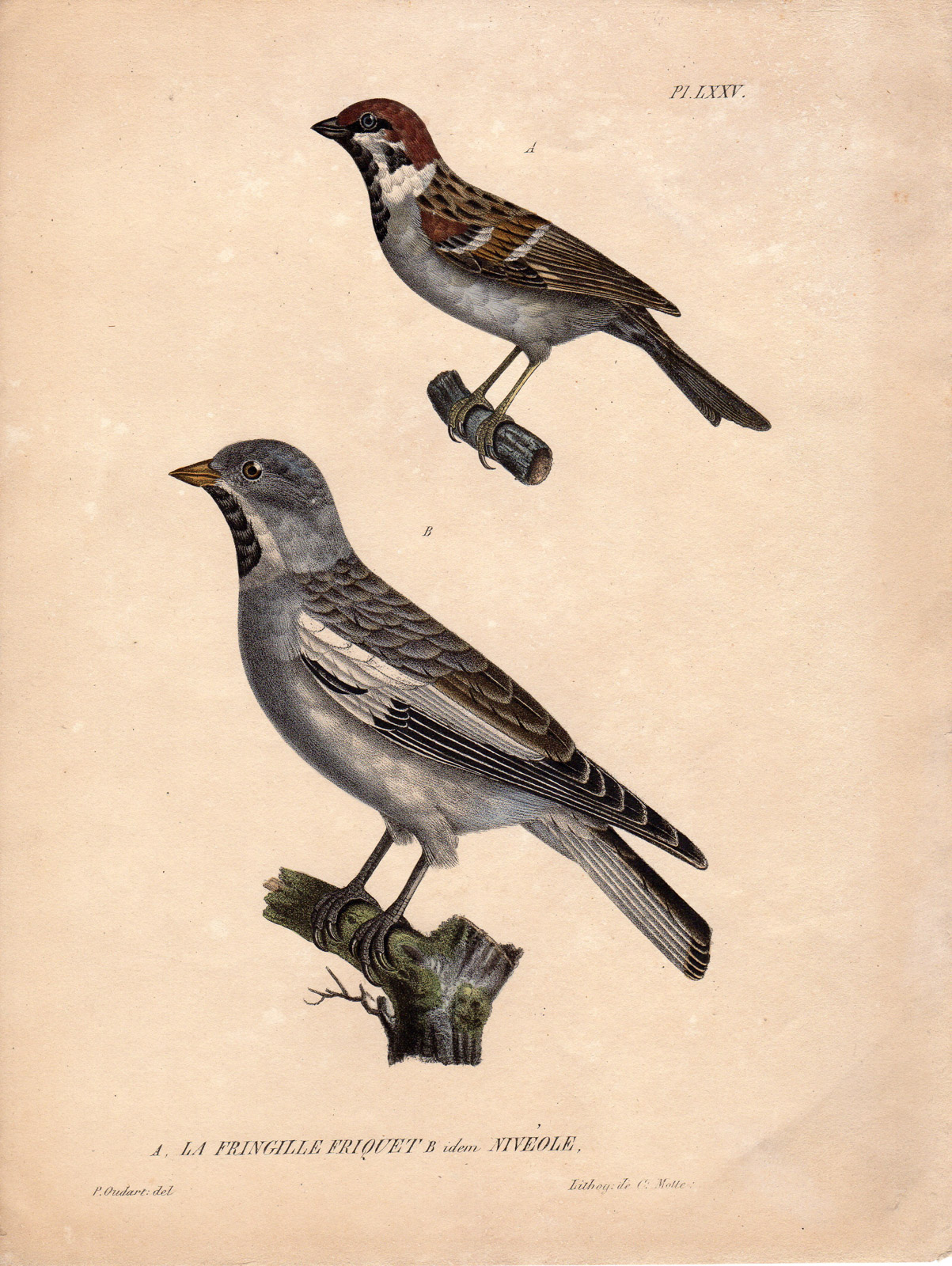 , Antique Print-FRINGILLA-SPARROW-Motte-Oudart-c.1825, Pictura Antique Prints