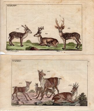 2 Antique Prints-DEER SPECIES-Schmuzer-c.1760
