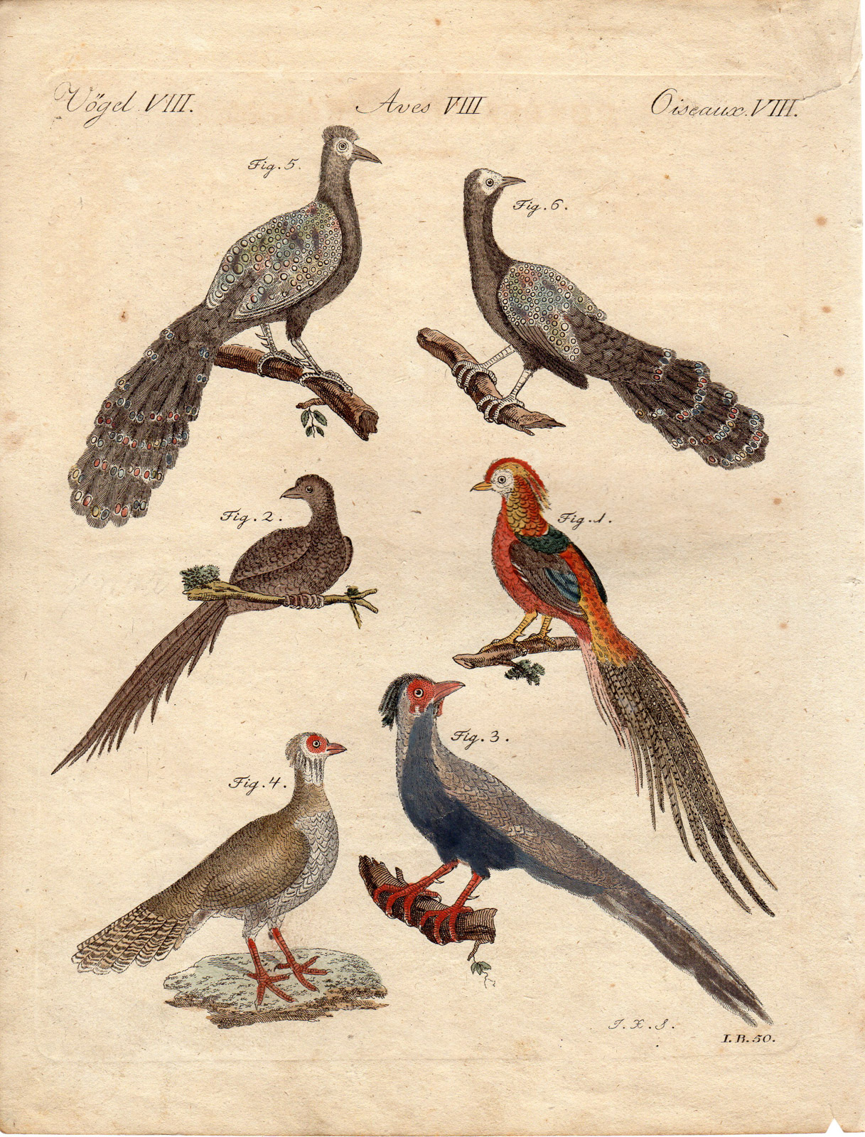 , Antique Print-PHEASANT SPECIES-SPURBIRD-Schmuzer-Bertuch-1790, Pictura Antique Prints