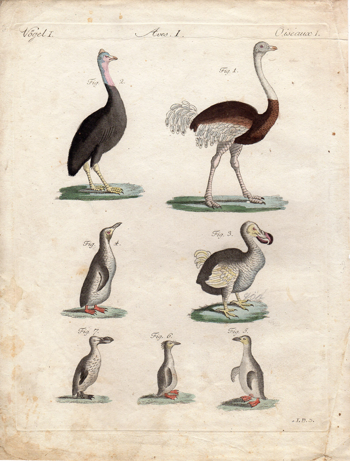 , Antique Print-DODO-OSTRICH-PENGUIN-Schmuzer-Bertuch-1790, Pictura Antique Prints