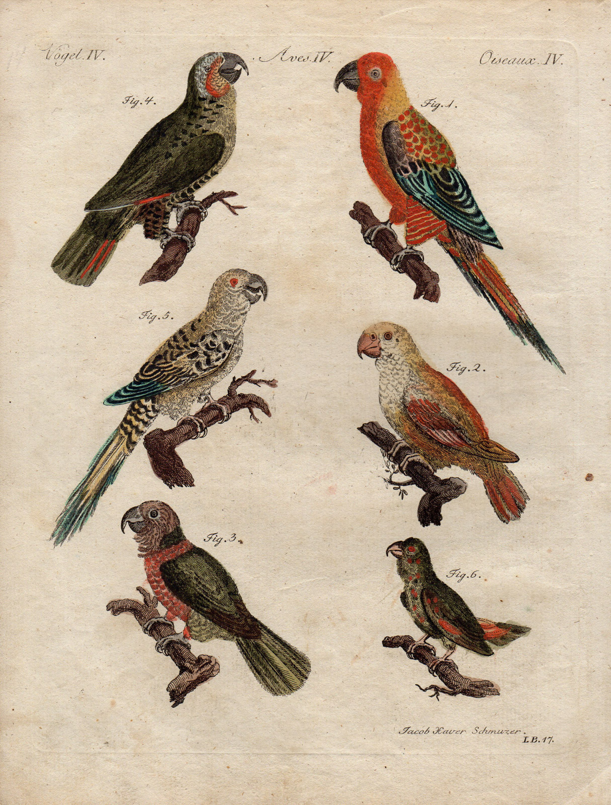 , Antique Print-PARROT-PARAKEET-Schmuzer-Bertuch-1790, Pictura Antique Prints