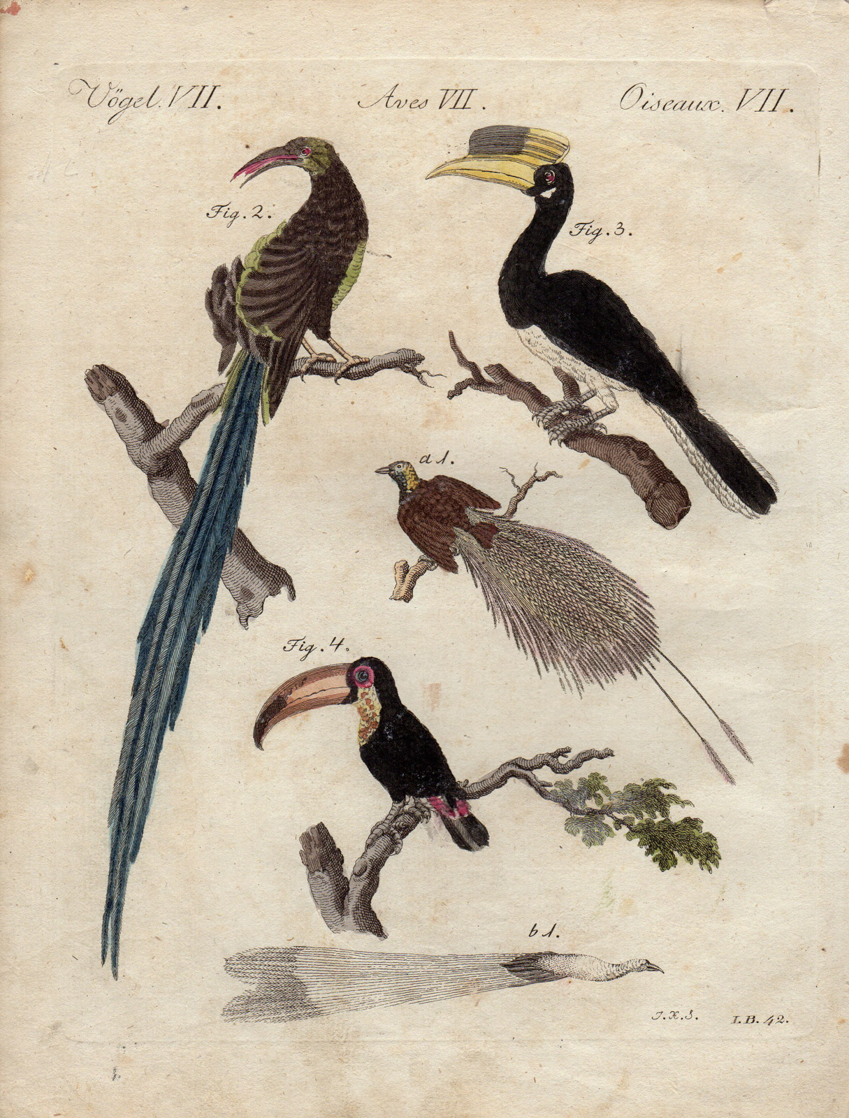 , Antique Print-BIRD OF PARADISE-TOUCAN-HORNBILL-Schmuzer-Bertuch-1790, Pictura Antique Prints