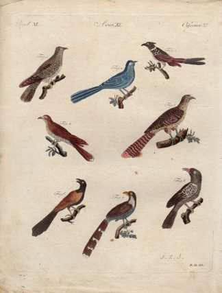 Antique Print-VARIOUS BIRDS-CUCKOO-BLUEBIRD-Schmuzer-Bertuch-1790