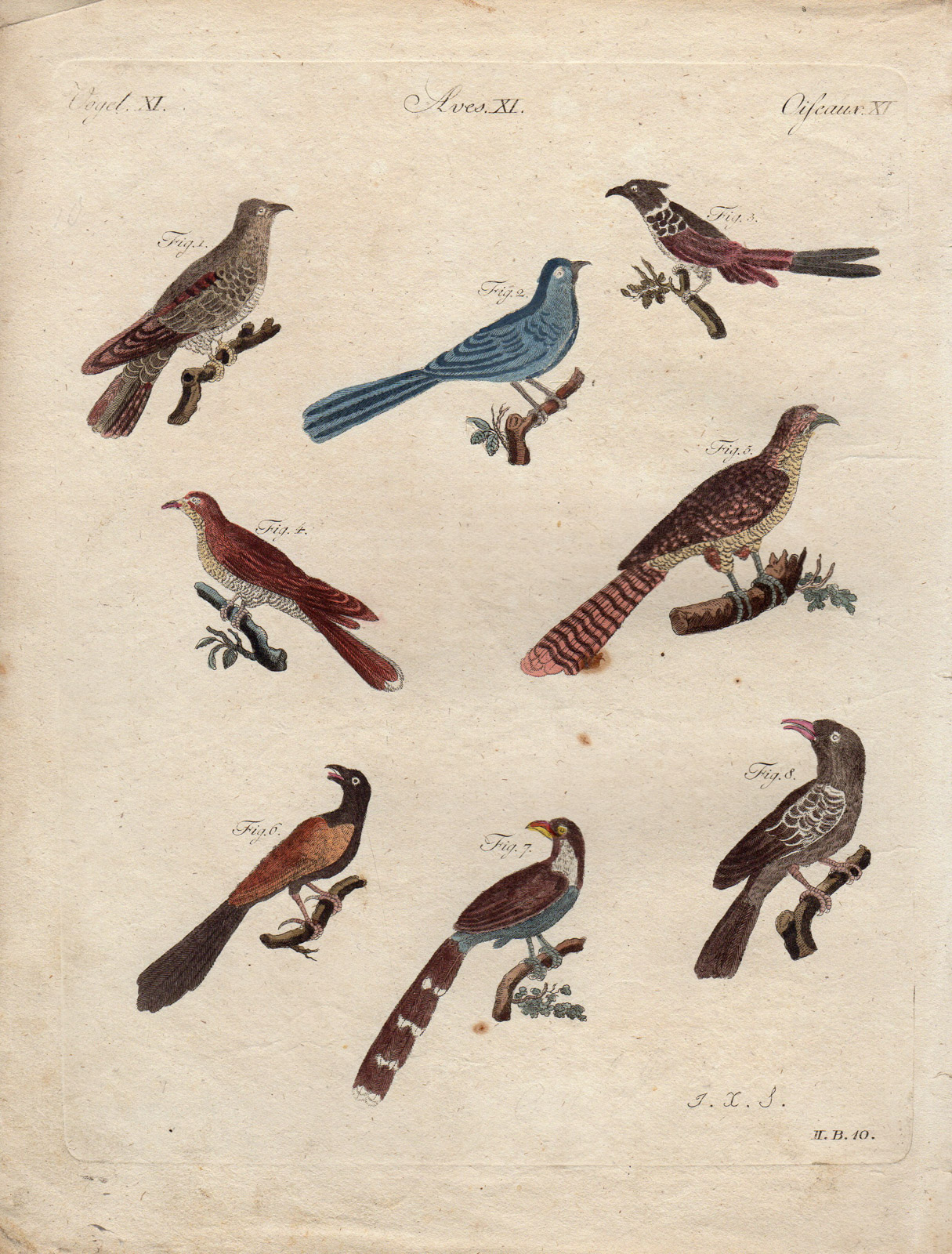 RB 1223 416x548 Antique Print-VARIOUS BIRDS-CUCKOO-BLUEBIRD-Schmuzer-Bertuch-1790