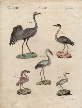 Antique Print-STORK-HERON-IBIS-Schmuzer-Bertuch-1790