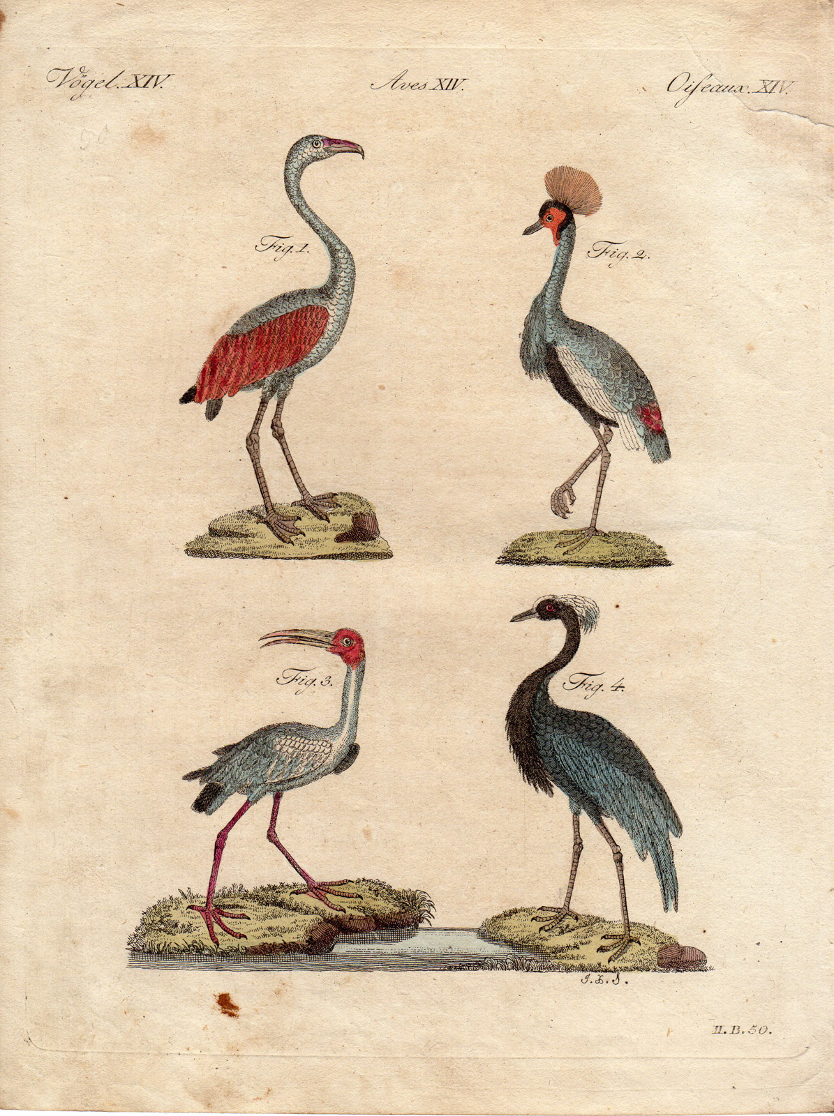 , Antique Print-CRANE-IBIS-FLAMINGO-Schmuzer-Bertuch-1790, Pictura Antique Prints