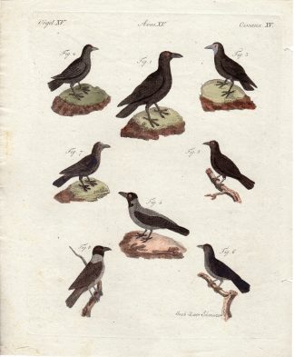 Antique Print-CROW-RAVEN-Schmuzer-Bertuch-1790