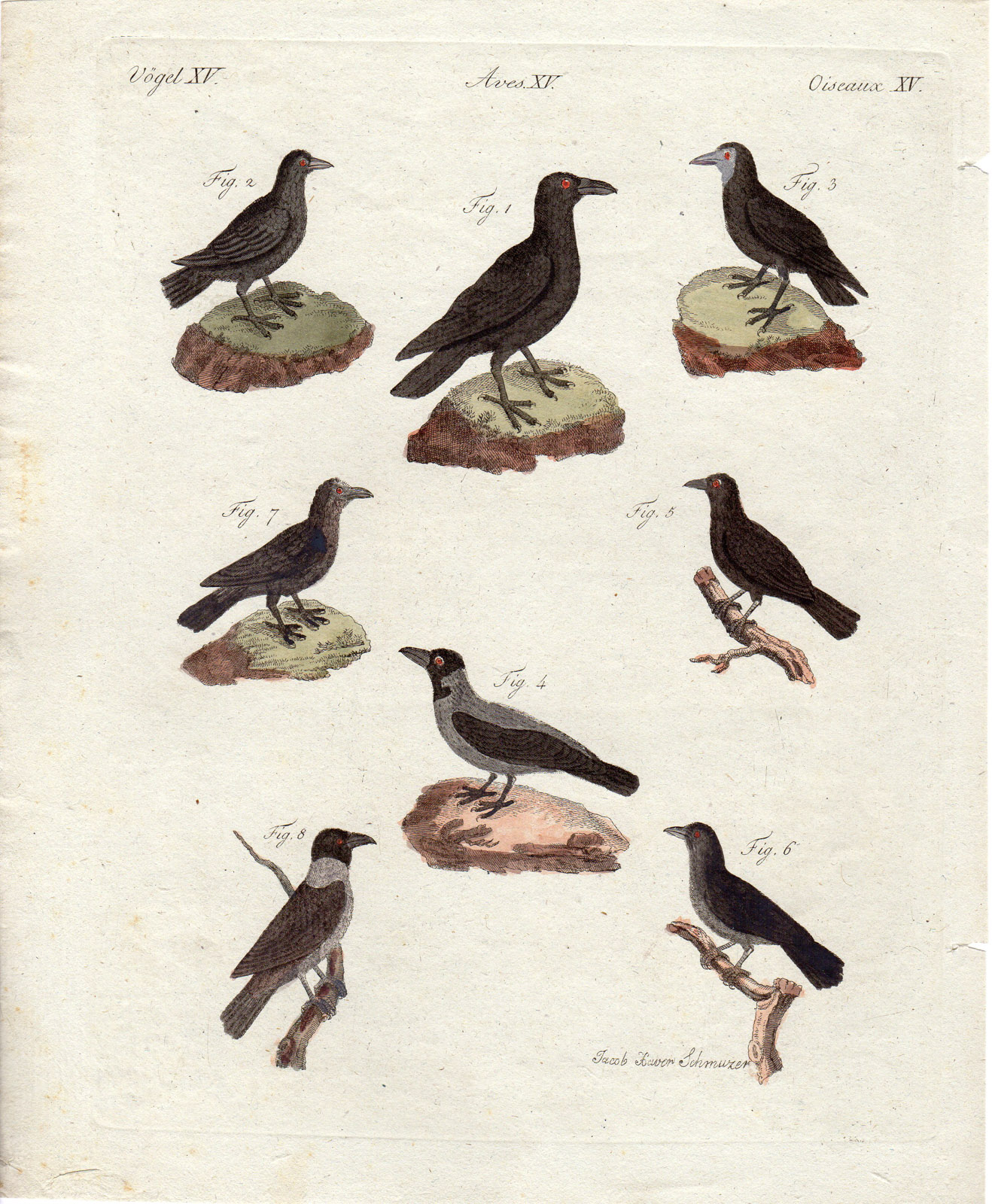 , Antique Print-CROW-RAVEN-Schmuzer-Bertuch-1790, Pictura Antique Prints