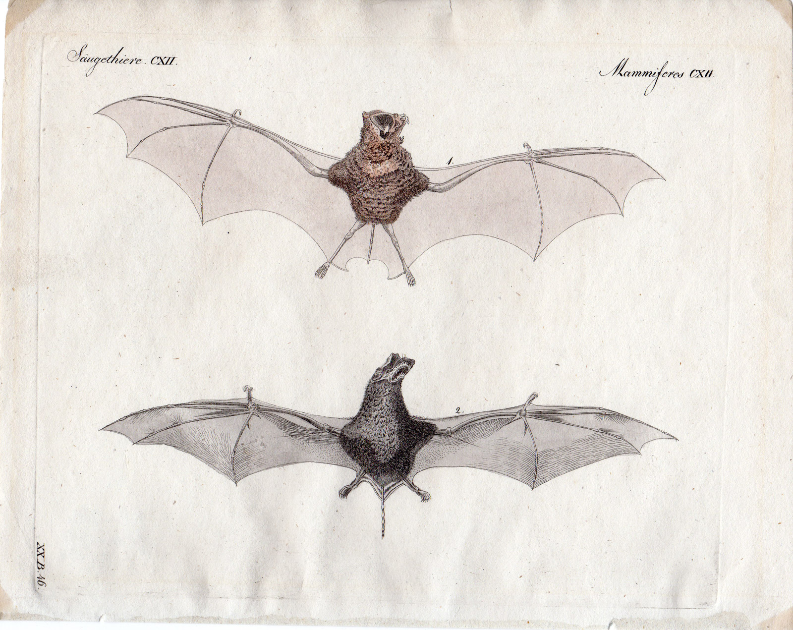 , Antique Print-BATS-BAT SPECIES-Schmuzer-Bertuch-1790, Pictura Antique Prints