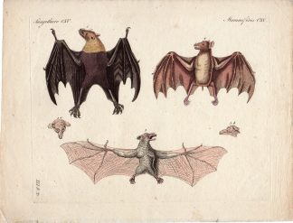 Antique Print-BATS-BAT SPECIES-Schmuzer-Bertuch-1790