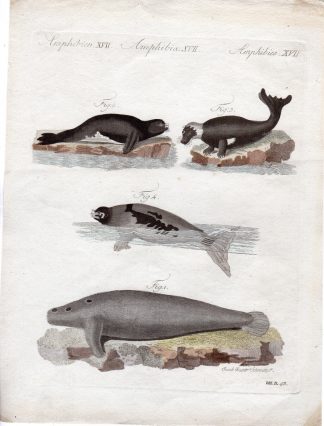 Antique Print-MANATEE-SEAL-SEA LION-Schmuzer-Bertuch-1790