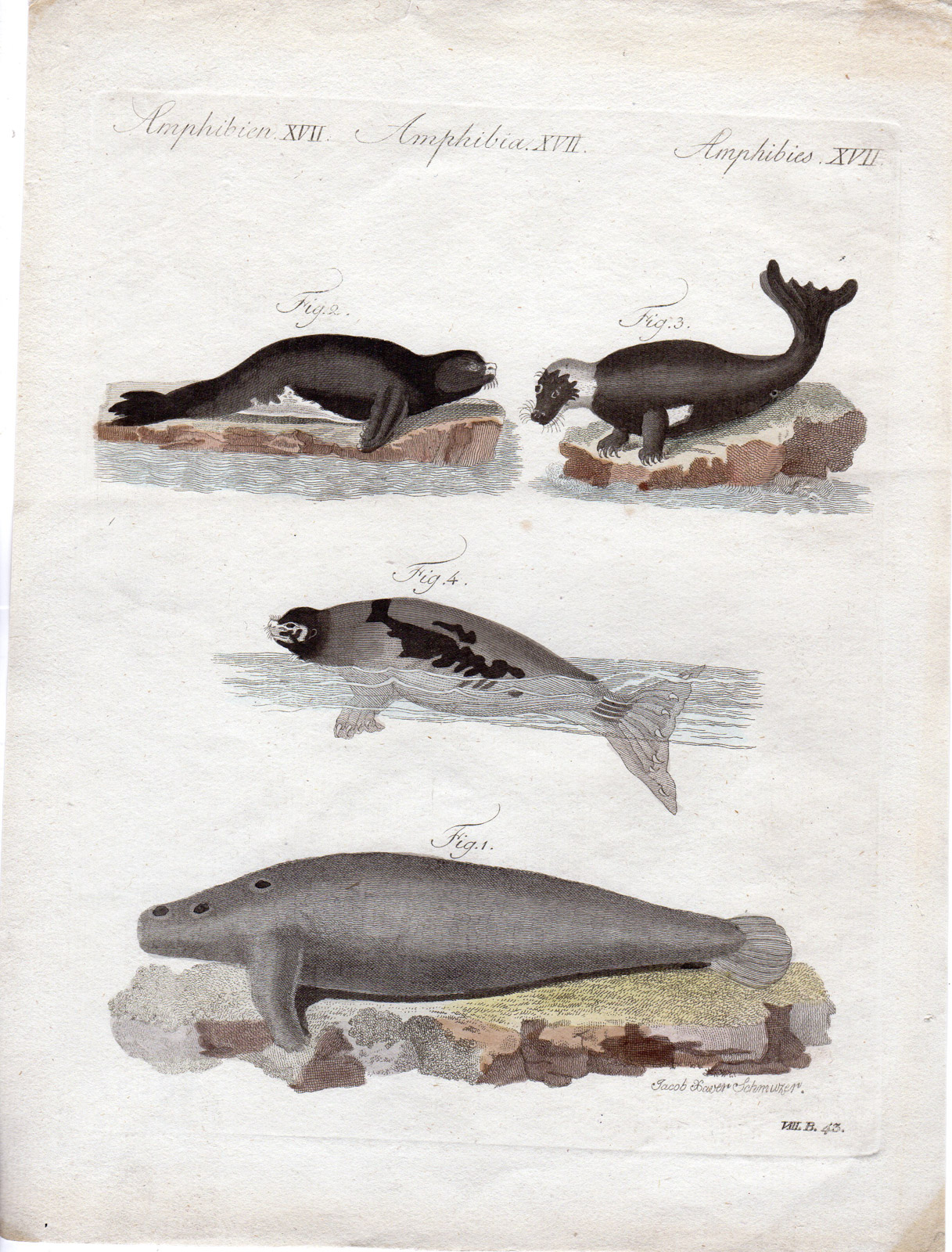 , Antique Print-MANATEE-SEAL-SEA LION-Schmuzer-Bertuch-1790, Pictura Antique Prints
