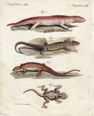 Antique Print-LIZZARD SPECIES-Schmuzer-Bertuch-1790