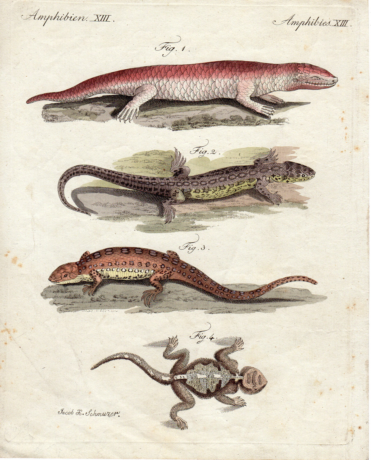 RB 1237 416x516 Antique Print-LIZZARD SPECIES-Schmuzer-Bertuch-1790