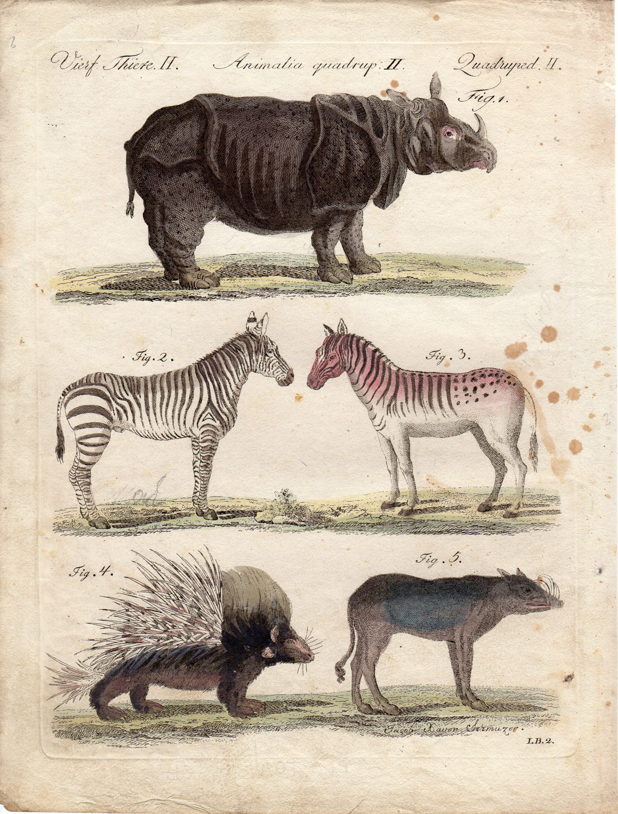 RB 1239 416x547 Antique Print-RHINOCEROS-ZEBRA-PORCUPINE-Schmuzer-Bertuch-1790